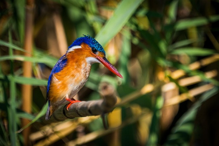 055 Botswana, Chobe NP, kleine gekuifde ijsvogel.jpg